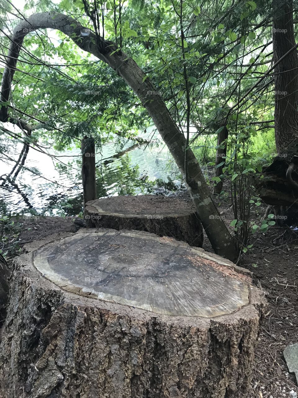 Tree stumps by a lake