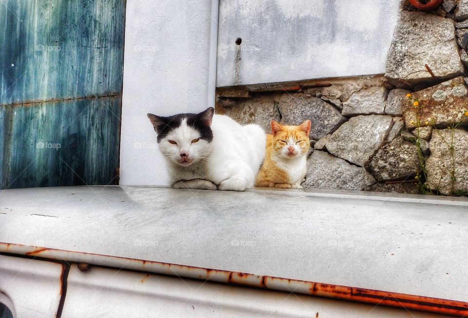 Cats Portugal