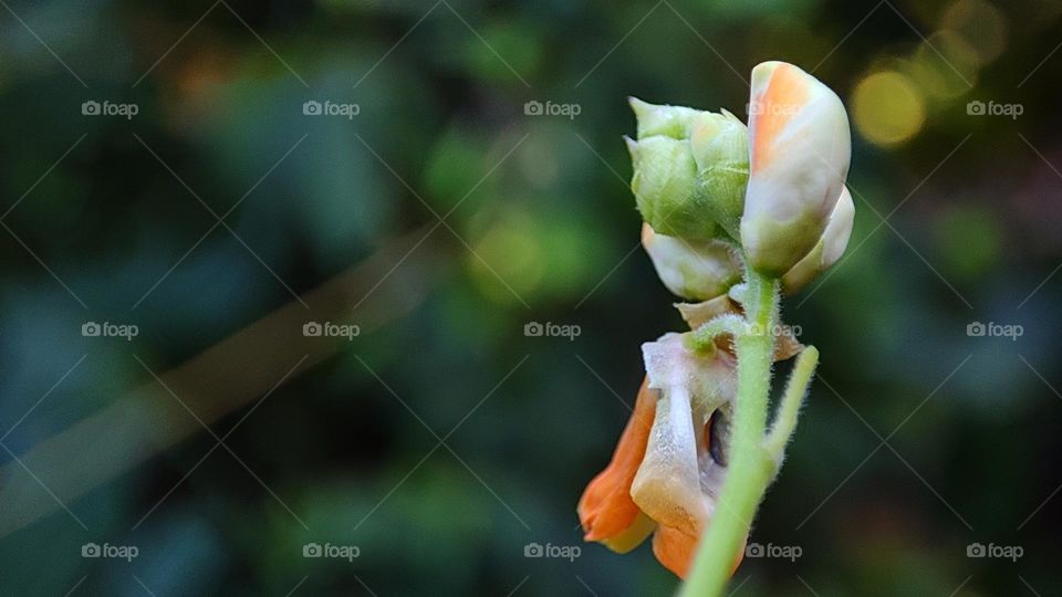 flower buds