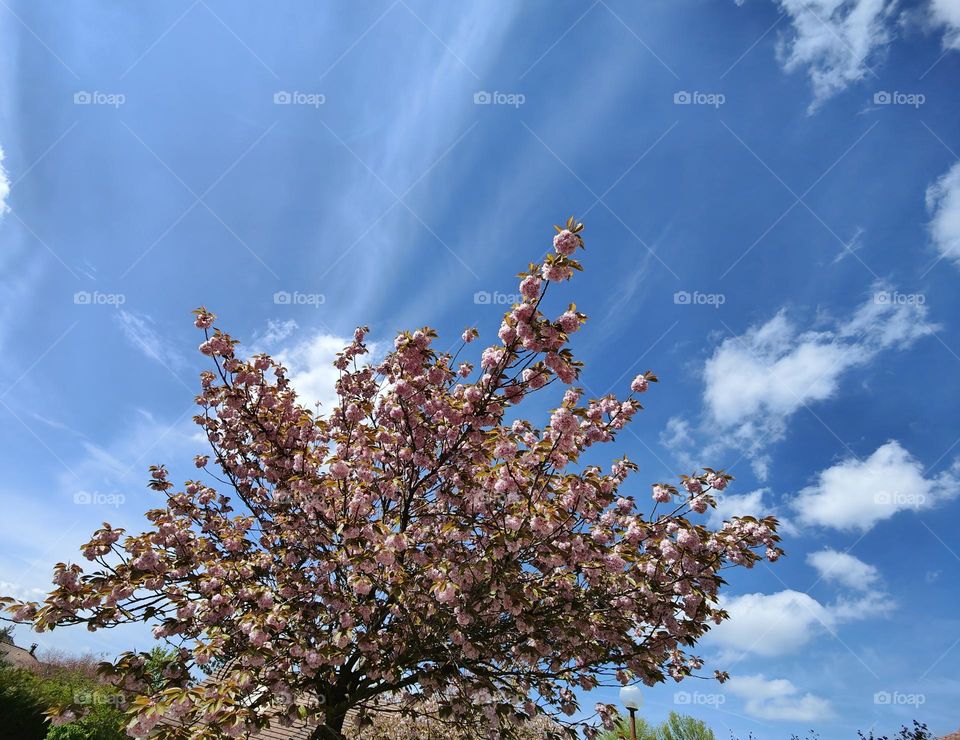 Springtime - Spring tree blossom