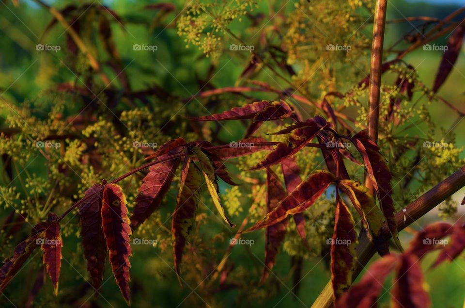 Leaves in the evening sun