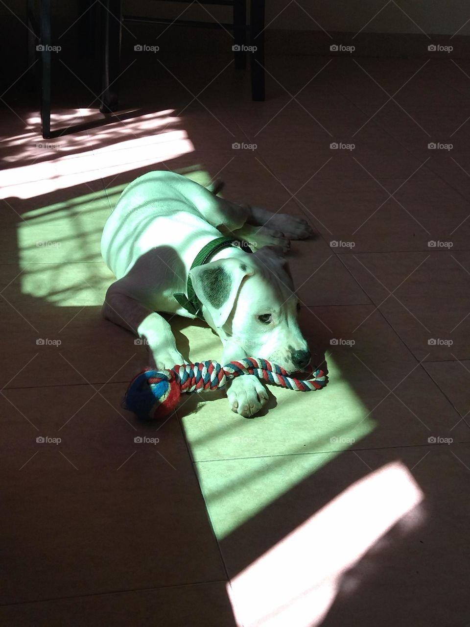 Dog and sunlight