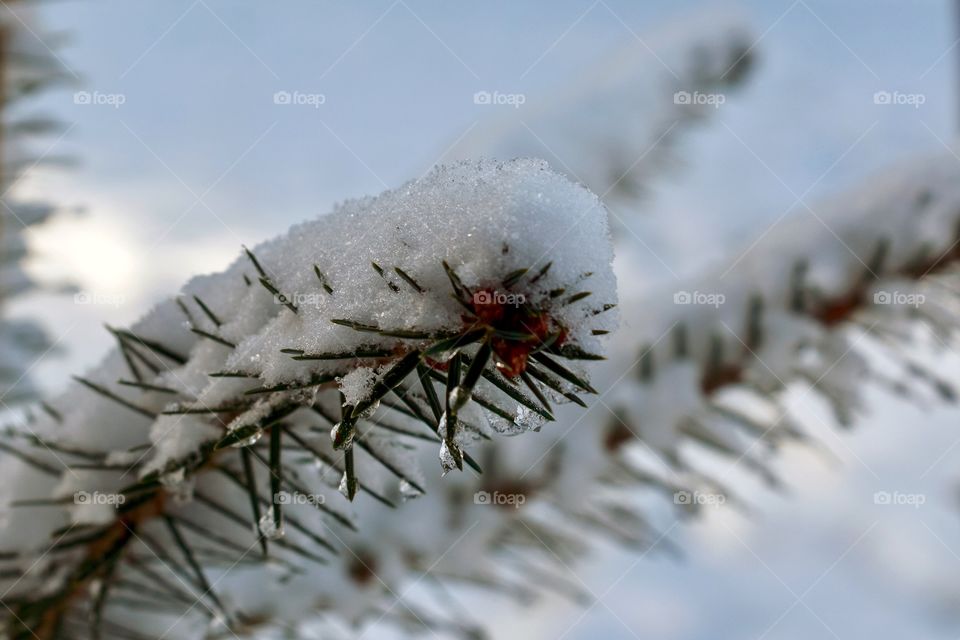 Sniw on the pine branch