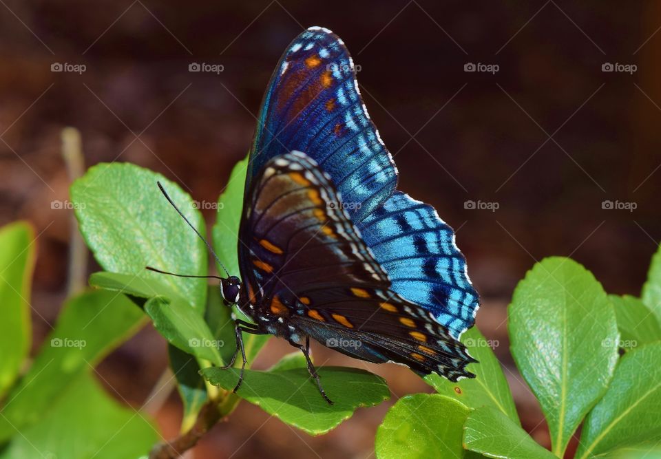 Blue butterfly