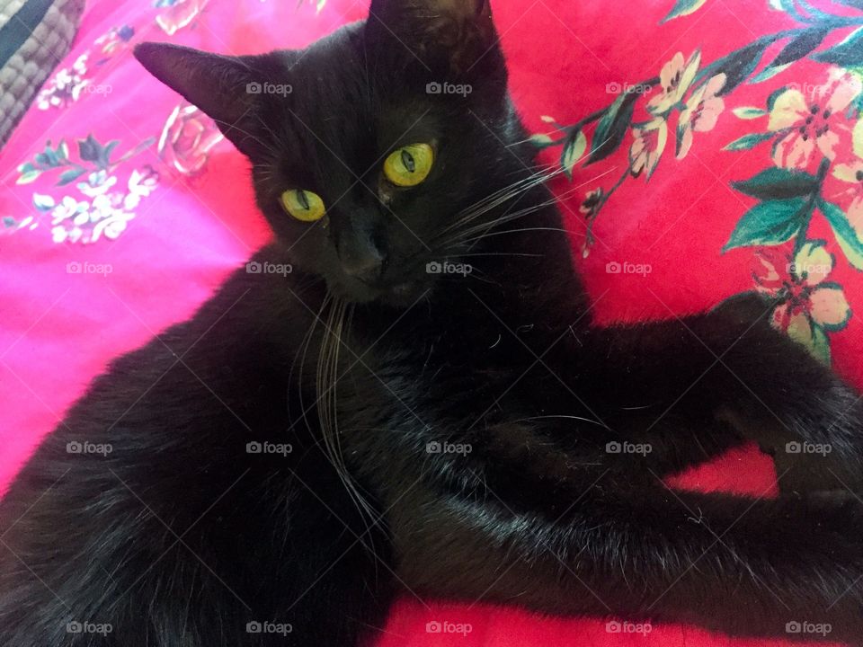Black cat laying on pink duvet bedding