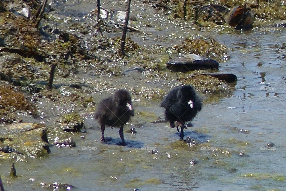 California Clapper Rail chicks #3