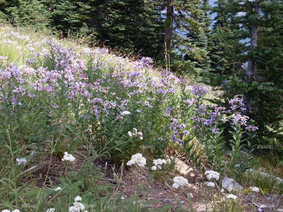 Mountain wild flowers