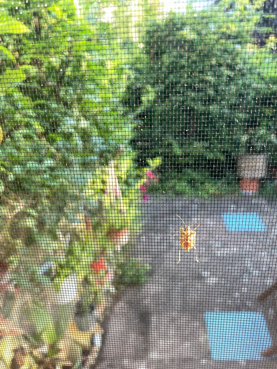 A stink bug sits outside on a fly screen