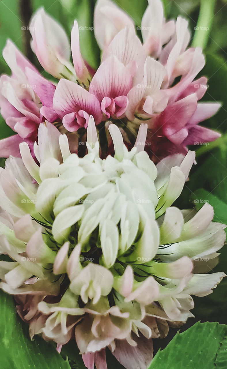 An up close photograph of a pair of wild pink clover flowers.