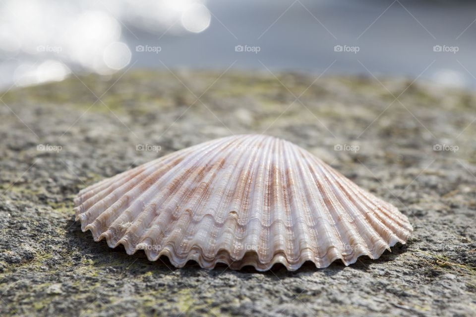 Seashell on rock