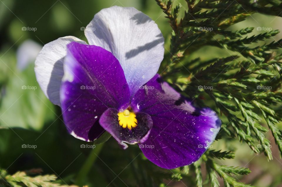 Spring Pansy in the sun