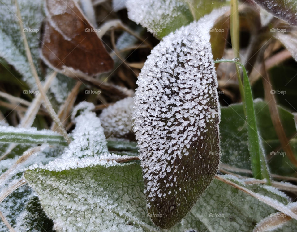 Leaf in ice