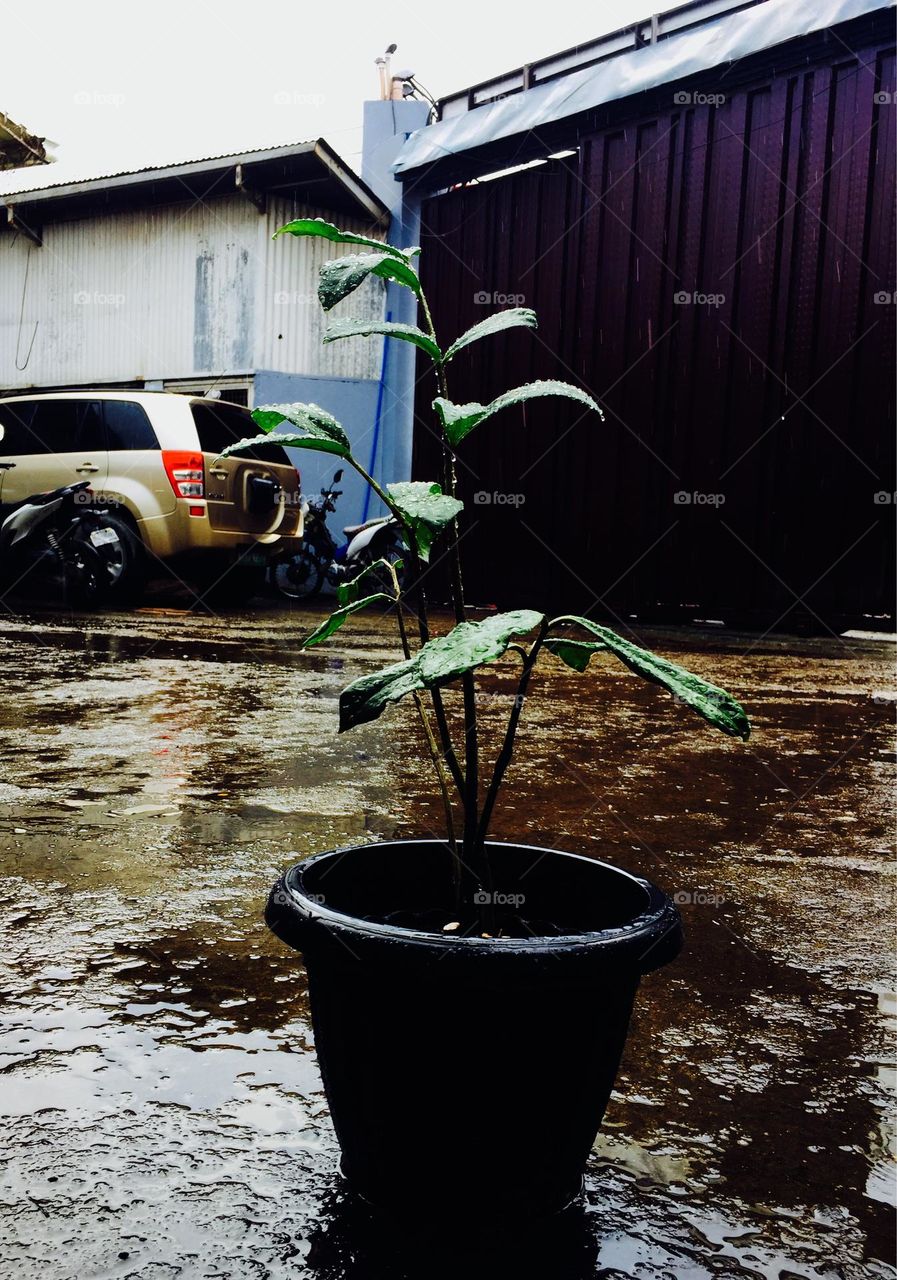 Rainy season here in Cebu City, just taking a picture with our plant