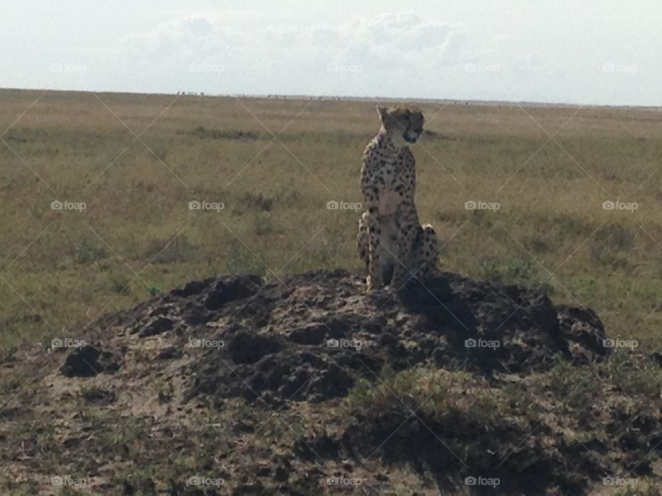 Cheetah looking for prey 