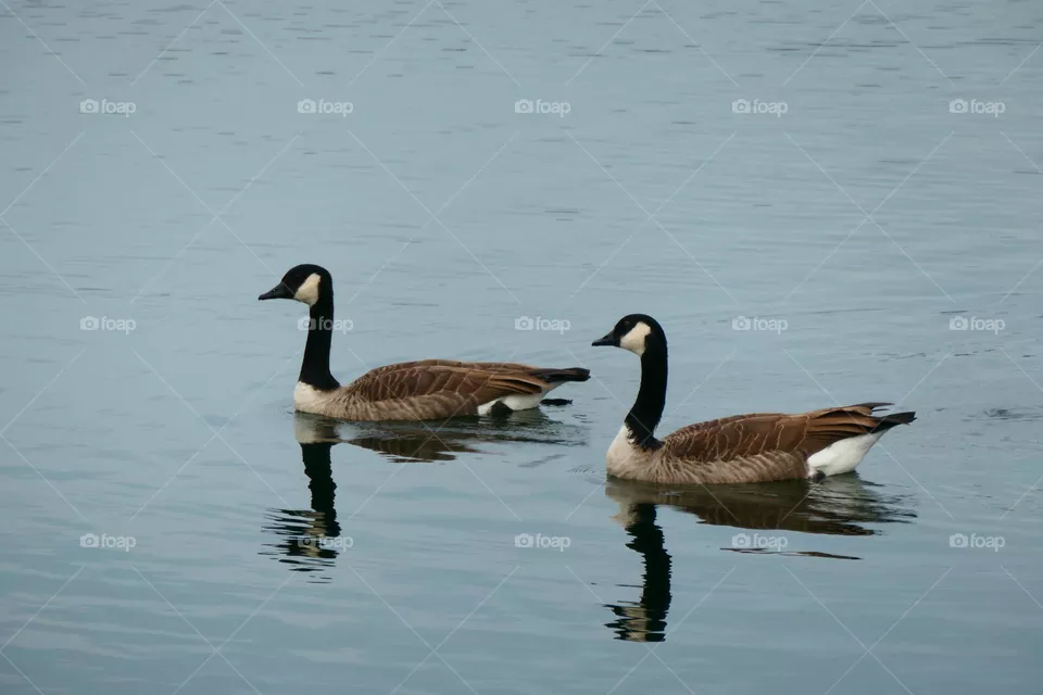 swimming geese