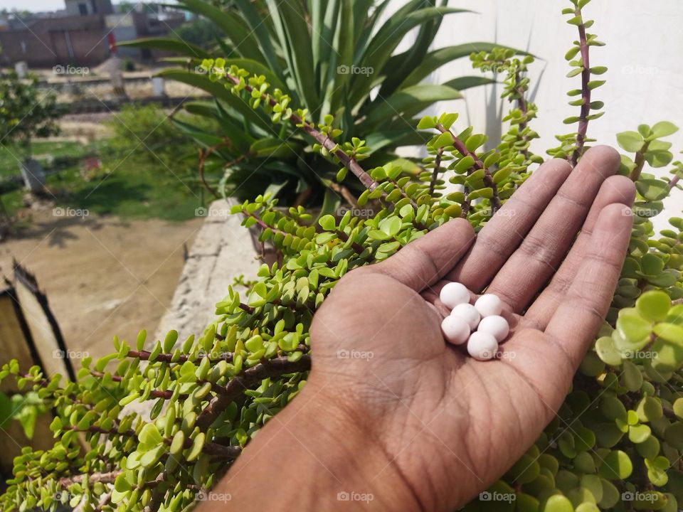 gecko eggs found during cleaning in terrace garden