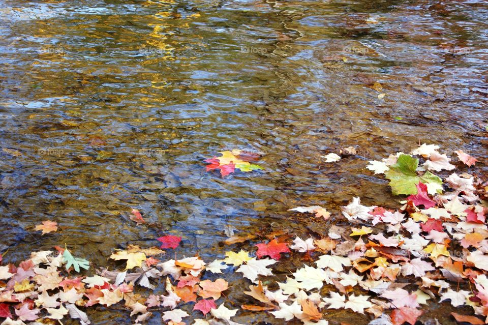 Beautiful fall leaves 