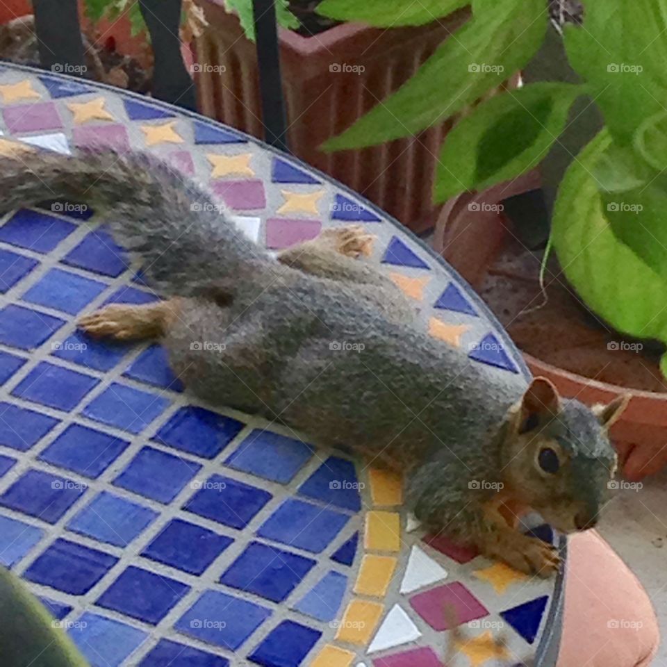 Squirrel laying down on a tile mosaic patio table, plants and wrought iron chair in the background, 
