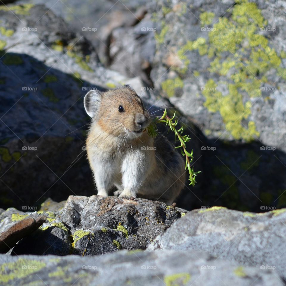 pika