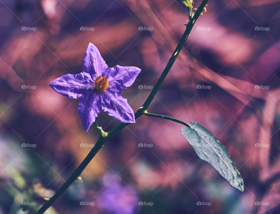 Floral photography - Creative editing