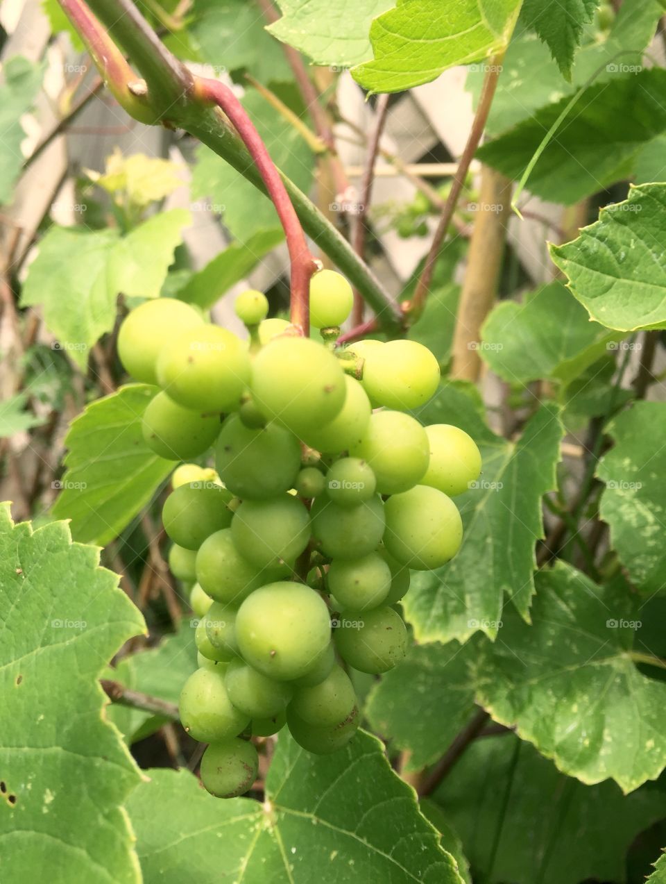 Green sweet juicy grapes 