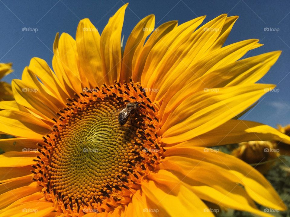 Sunflower bee