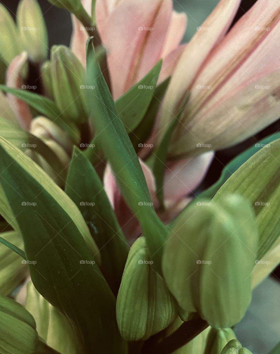 Sonata Lily Fresh Bouquet fresh wrapped. 