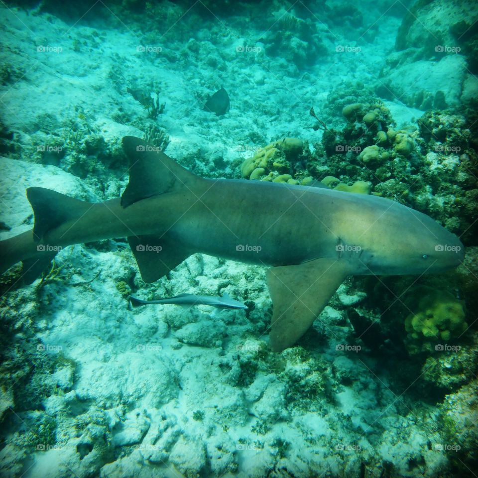 Large female nurse shark on the prowl
