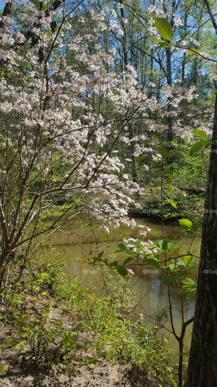 Creek Blossoms