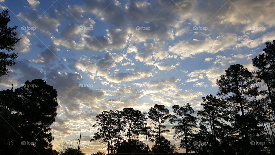 Scenic view of trees during sunrise