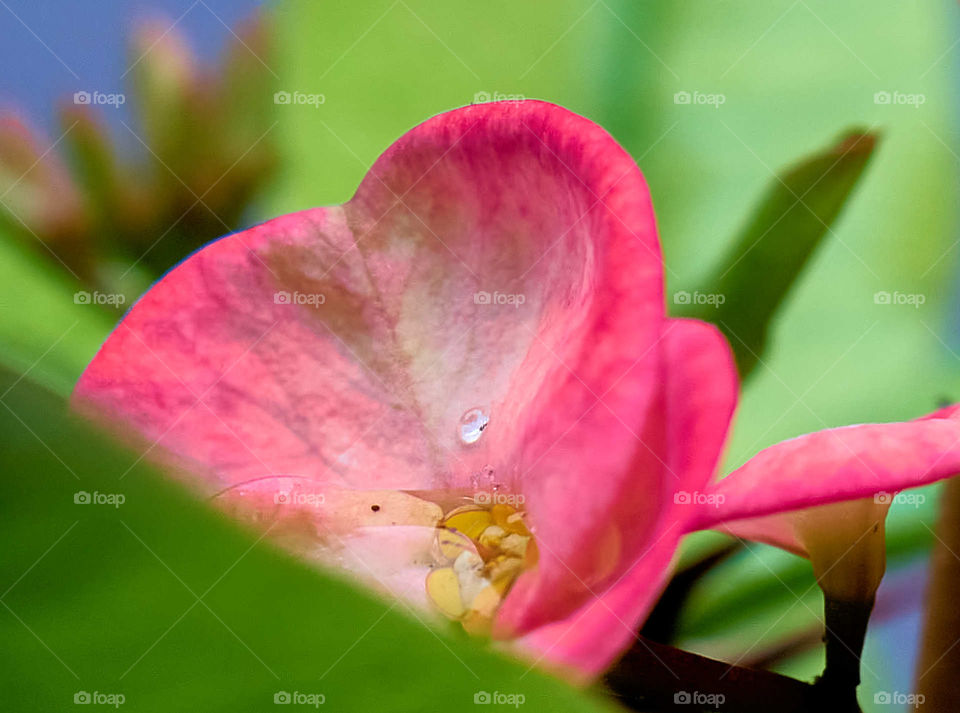 Floral photography - Crown of thorns petals