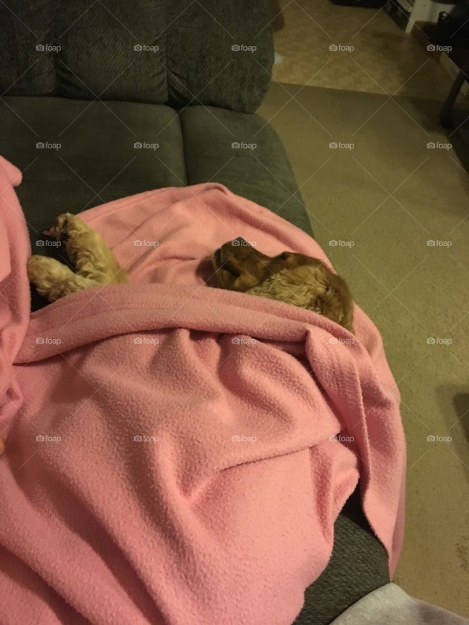 Dog in a blanket