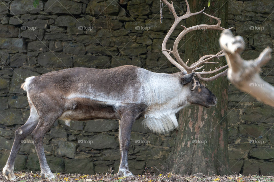 Big reindeer 2