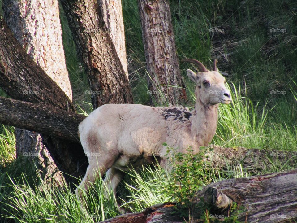 Beautiful, animals in Yellowstone National Park. Green grass and trees all around. 