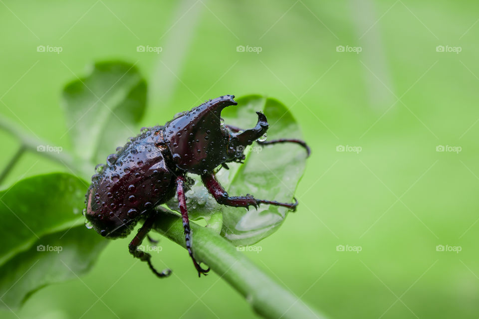 Rhinoceros beetle on Green Tree