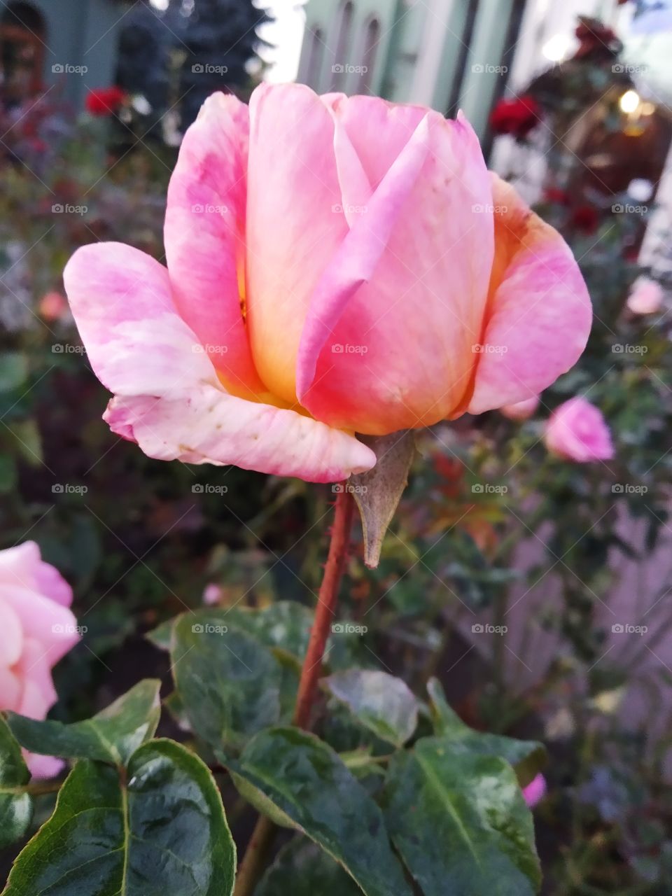pink rose