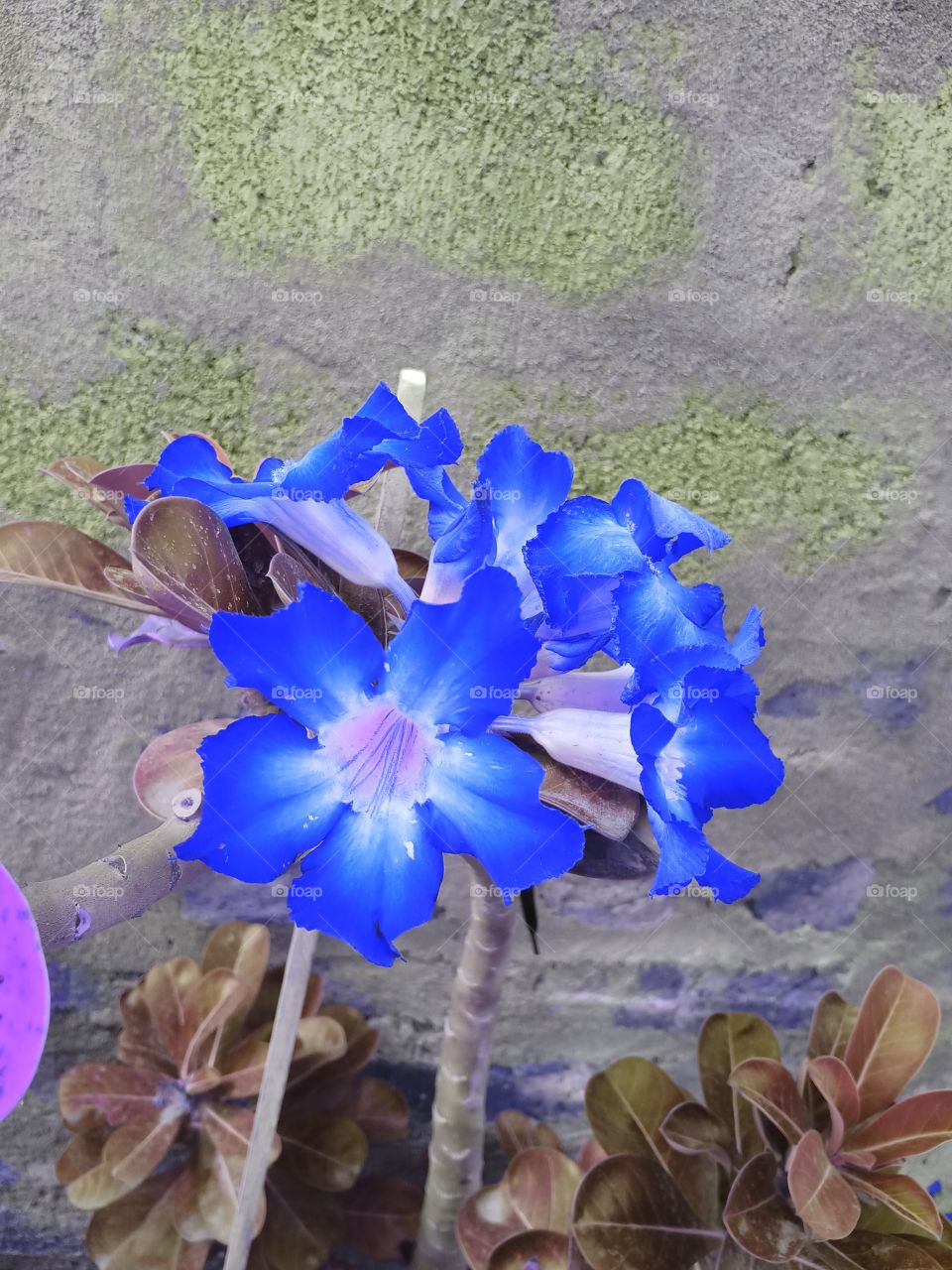 lovely blue flowers