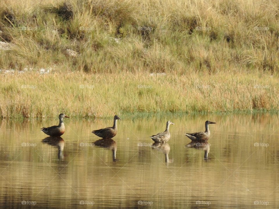 Four Female Ducks