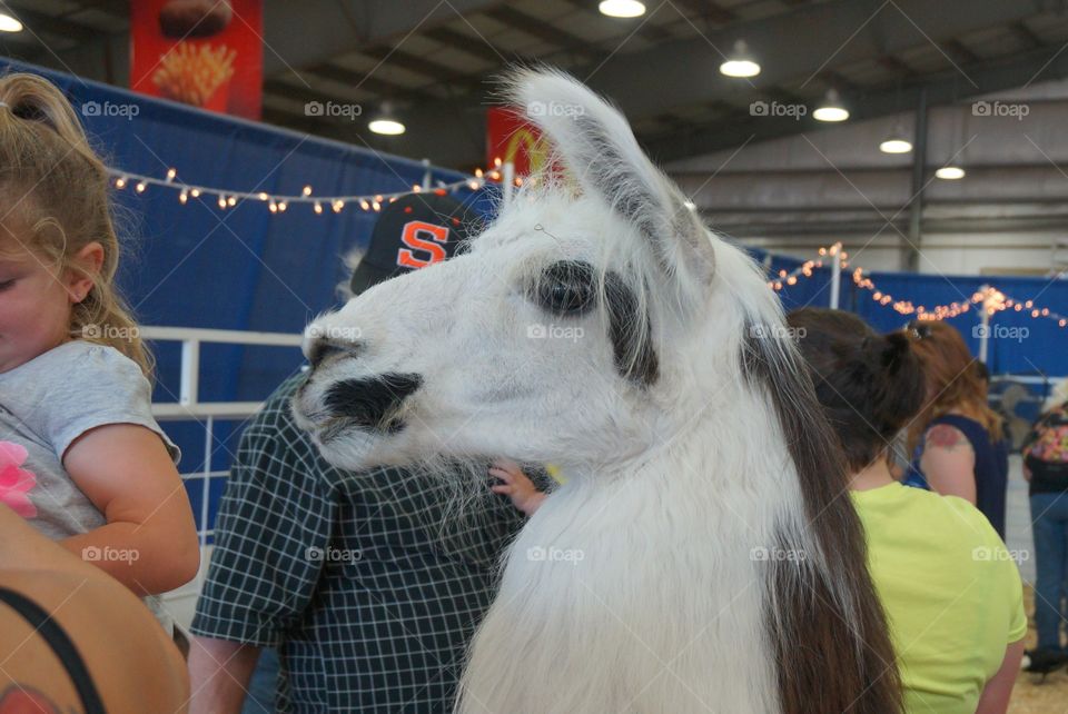 Profile of young furry llama. Llama poses for the camera with beautiful headshot and oh so furry!