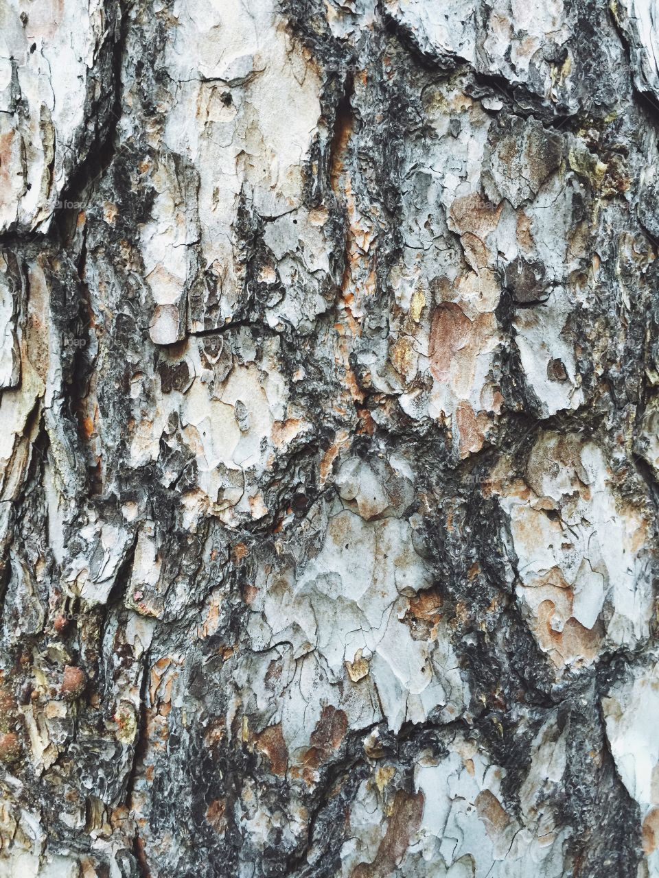 Dark bark on a tree. Dark bark on a tree, wood in nature with structure