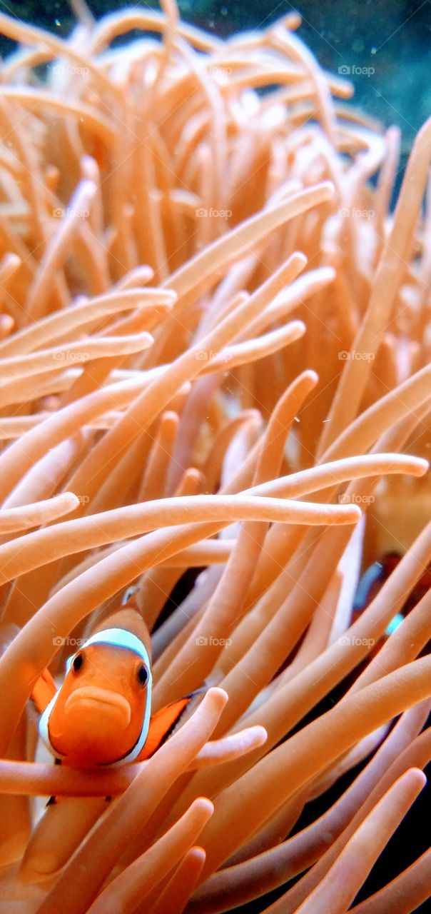 Orange fish in orange reef