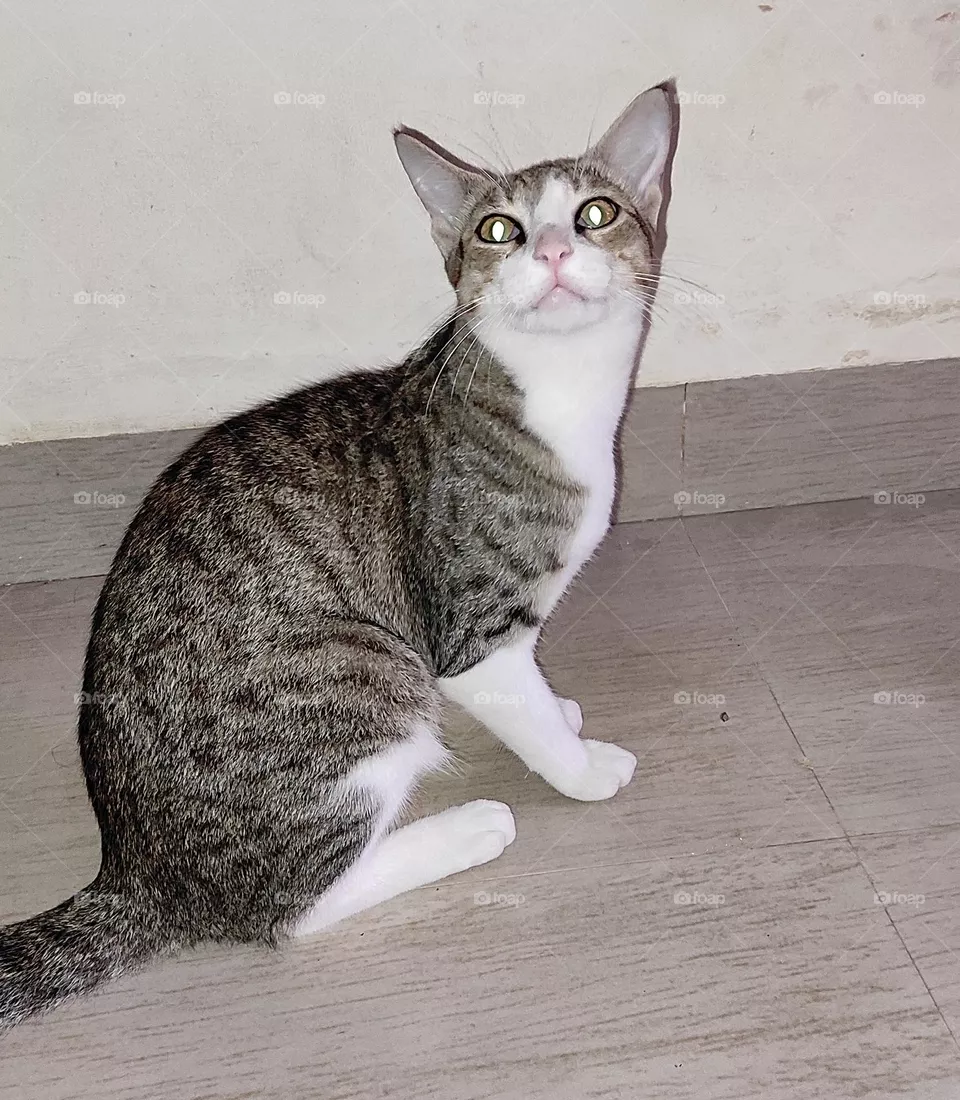 cat