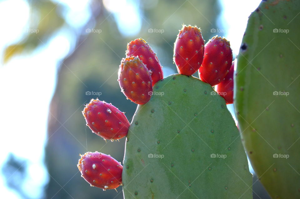 Cactus