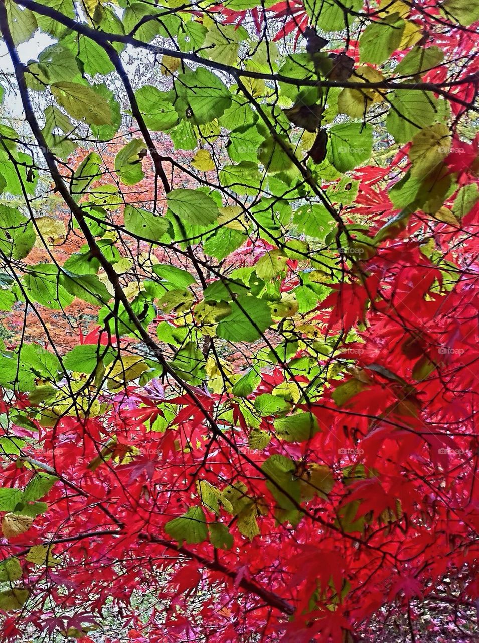 Westonbirt Arboretum