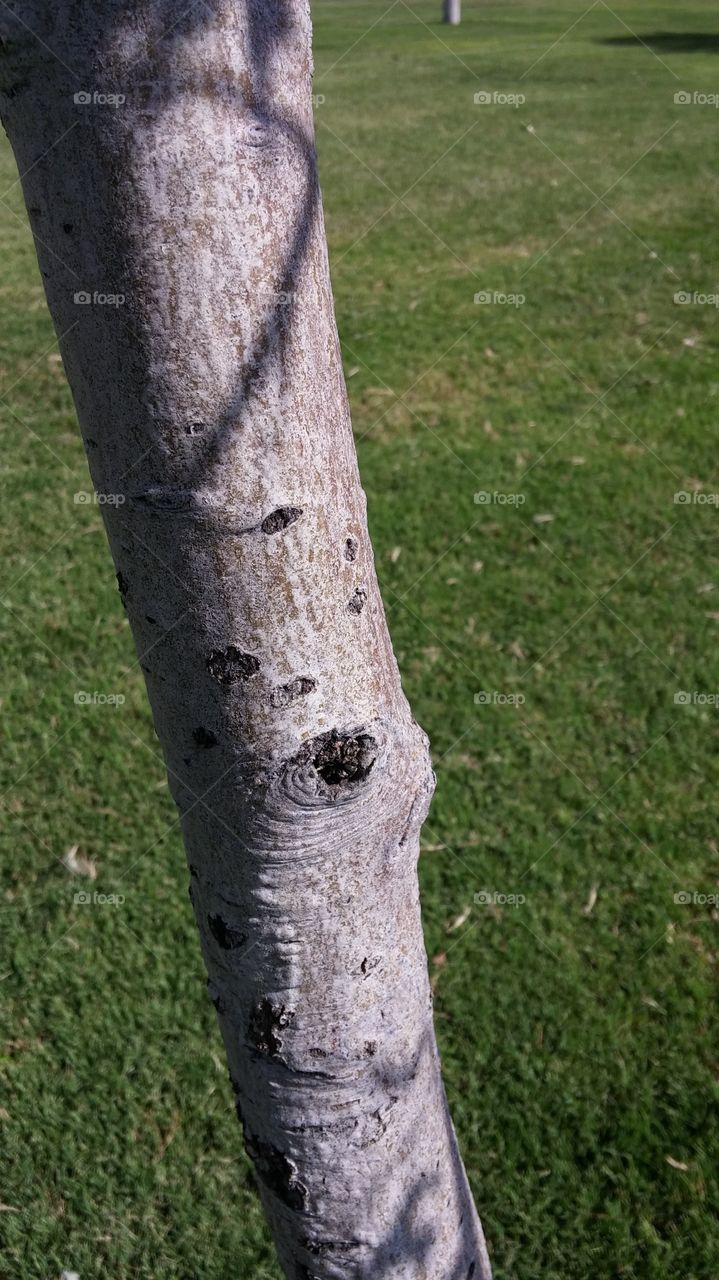 tree bark