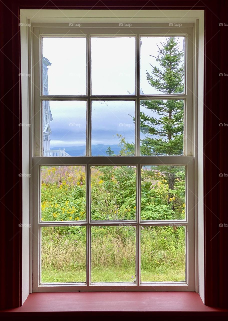 Looking out through a window towards a field and a pine tree