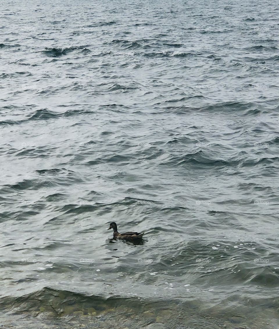 Small bird in vast ocean 