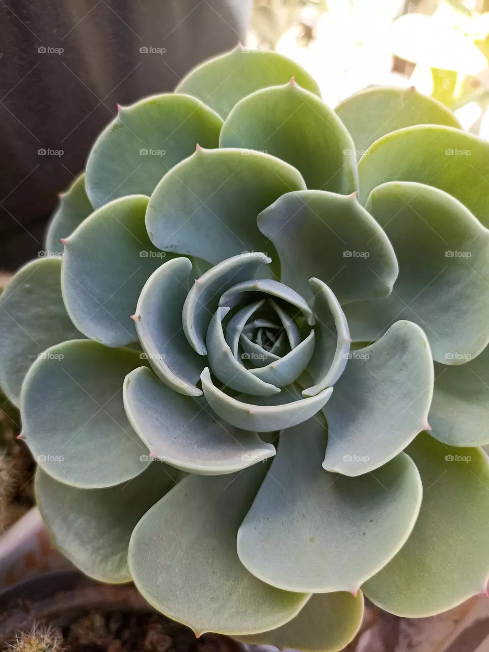 verde