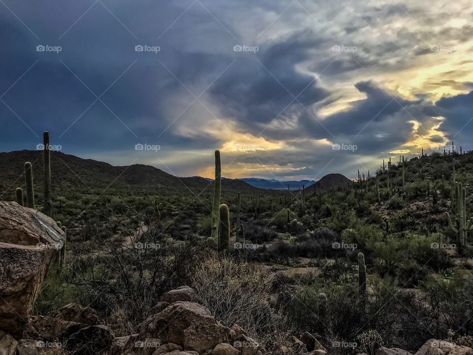 Beautiful Desert Landscape - Dusk at Saguaro National Park (West) in Arizona.