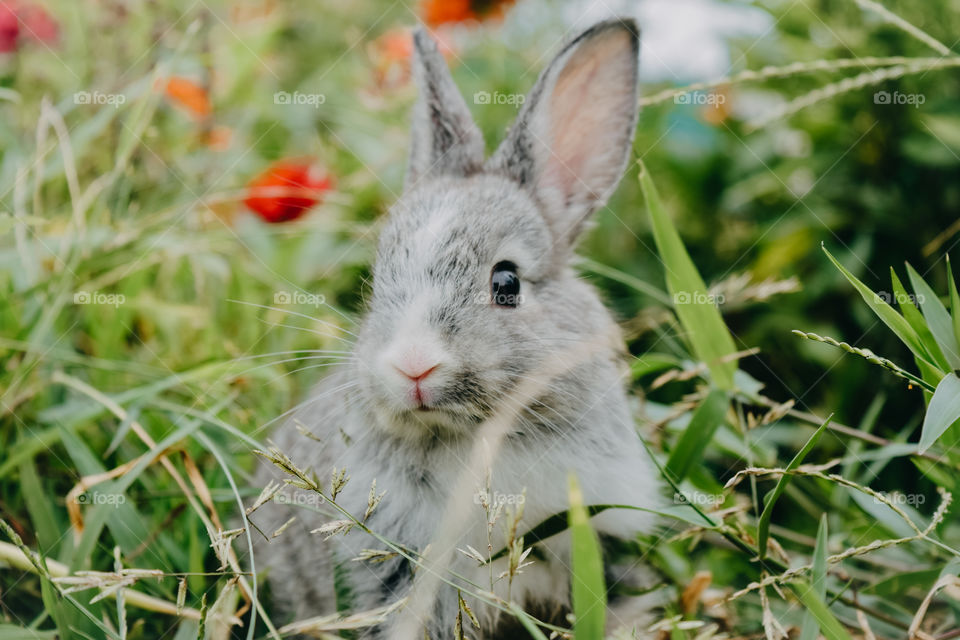 The cuteness of this world